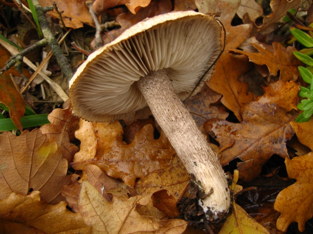 Escursione in querceto, finalmente i funghi!!!